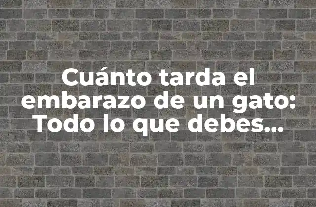Cuánto Tarda el Embarazo de un Gato: Todo Lo que Debes Saber