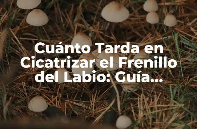 Cuánto Tarda en Cicatrizar el Frenillo Del Labio: Guía Completa