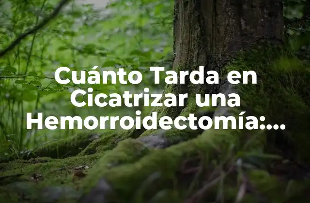 Cuánto Tarda en Cicatrizar una Hemorroidectomía: una Guía Detallada