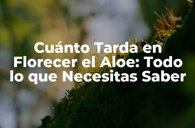 Cuánto Tarda en Florecer el Aloe: Todo Lo que Necesitas Saber