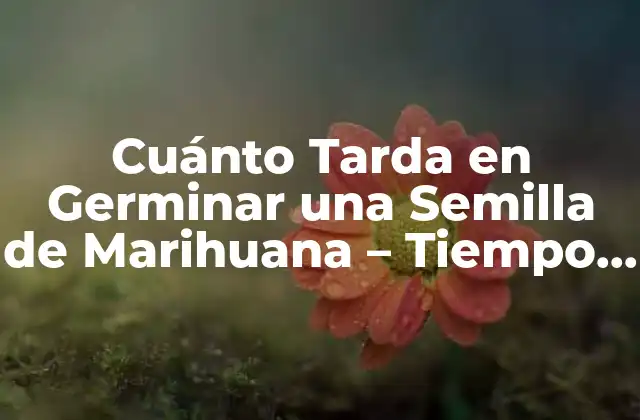 Cuánto Tarda en Germinar una Semilla de Marihuana – Tiempo de Germinación