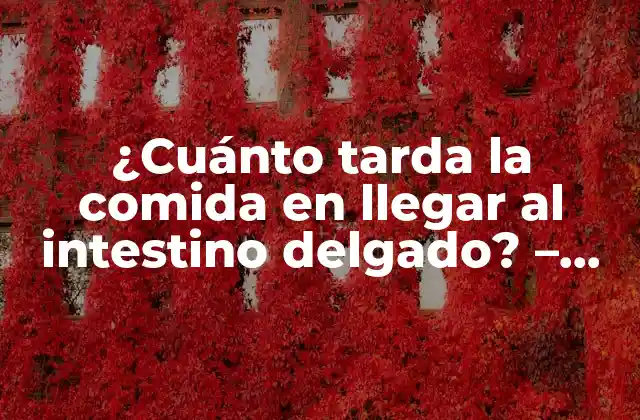 ¿cuánto Tarda la Comida en Llegar Al Intestino Delgado? – Proceso de Digestión Humana