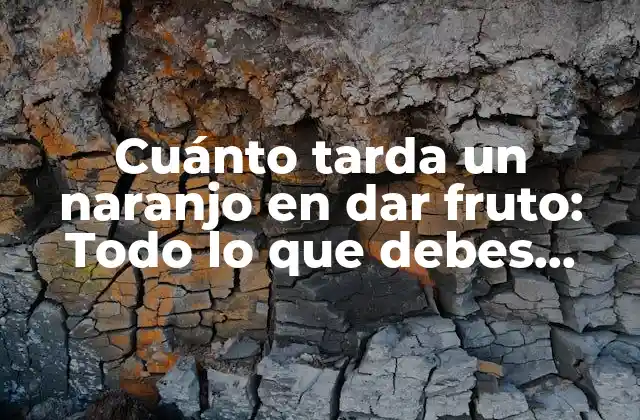 Cuánto Tarda un Naranjo en Dar Fruto: Todo Lo que Debes Saber