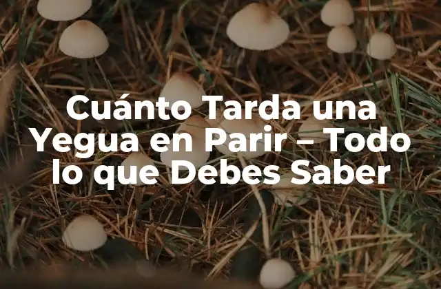 Cuánto Tarda una Yegua en Parir – Todo Lo que Debes Saber