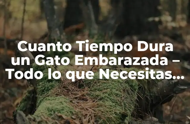 Cuanto Tiempo Dura un Gato Embarazada – Todo Lo que Necesitas Saber