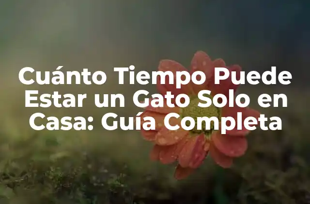 Cuánto Tiempo Puede Estar un Gato Solo en Casa: Guía Completa