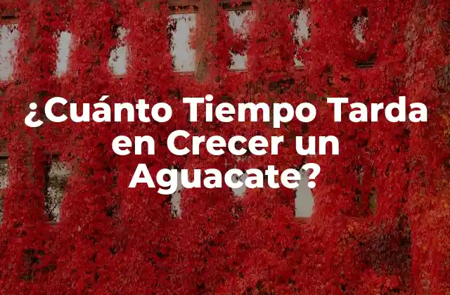 ¿cuánto Tiempo Tarda en Crecer un Aguacate?