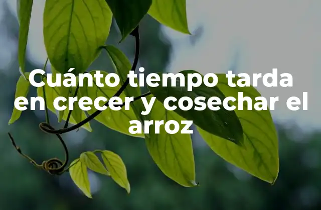 Cuánto Tiempo Tarda en Crecer y Cosechar el Arroz