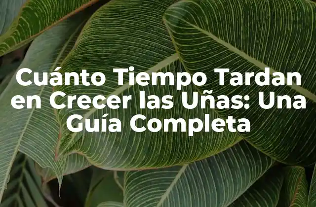 Cuánto Tiempo Tardan en Crecer las Uñas: una Guía Completa