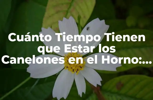 Cuánto Tiempo Tienen que Estar los Canelones en el Horno: Guía Completa