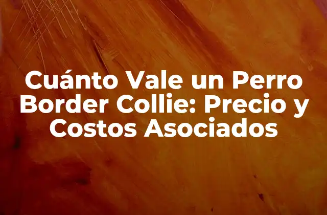 Cuánto Vale un Perro Border Collie: Precio y Costos Asociados