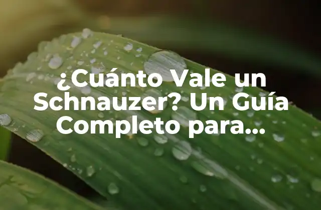 ¿cuánto Vale un Schnauzer? un Guía Completo para Comprar un Perro de Raza Pura