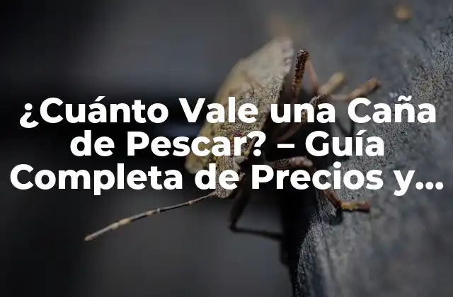 ¿cuánto Vale una Caña de Pescar? – Guía Completa de Precios y Tipos