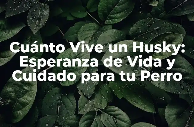 Cuánto Vive un Husky: Esperanza de Vida y Cuidado para Tu Perro