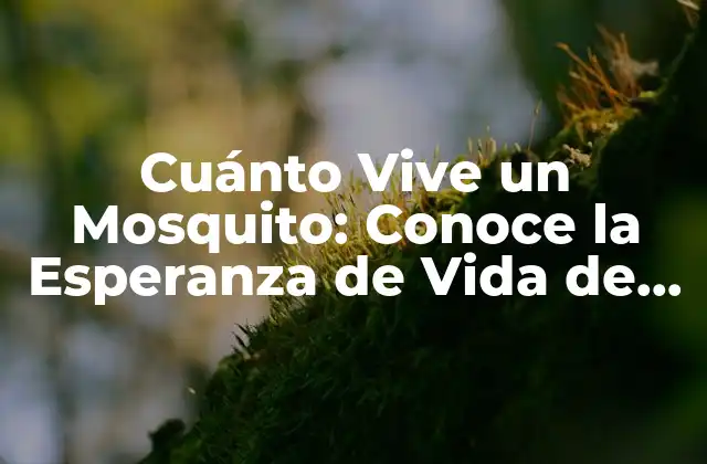 Cuánto Vive un Mosquito: Conoce la Esperanza de Vida de Estos Insectos