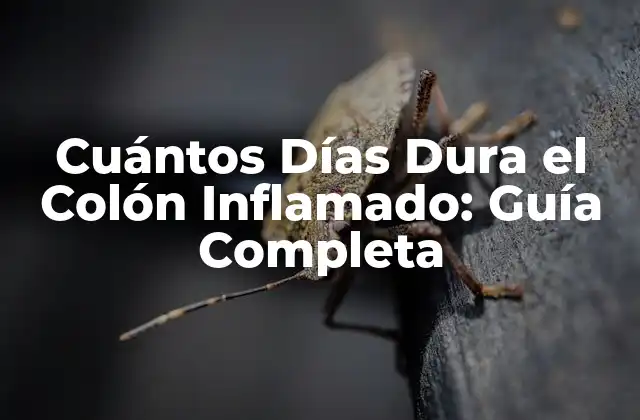 Cuántos Días Dura el Colón Inflamado: Guía Completa