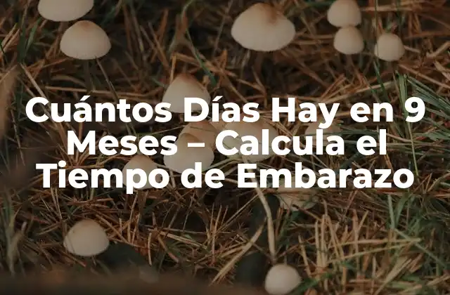 Cuántos Días Hay en 9 Meses – Calcula el Tiempo de Embarazo