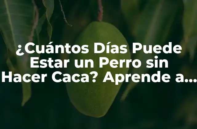 ¿cuántos Días Puede Estar un Perro sin Hacer Caca? Aprende a Cuidar la Salud Digestiva de Tu Mascota