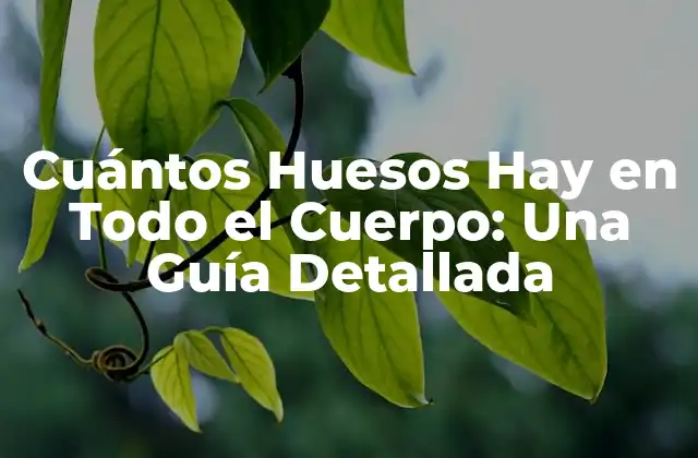 Cuántos Huesos Hay en Todo el Cuerpo: una Guía Detallada
