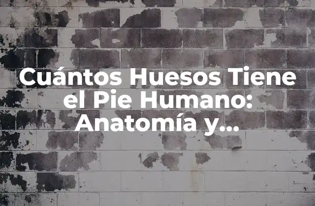 Cuántos Huesos Tiene el Pie Humano: Anatomía y Curiosidades 2 La Estructura del Pie