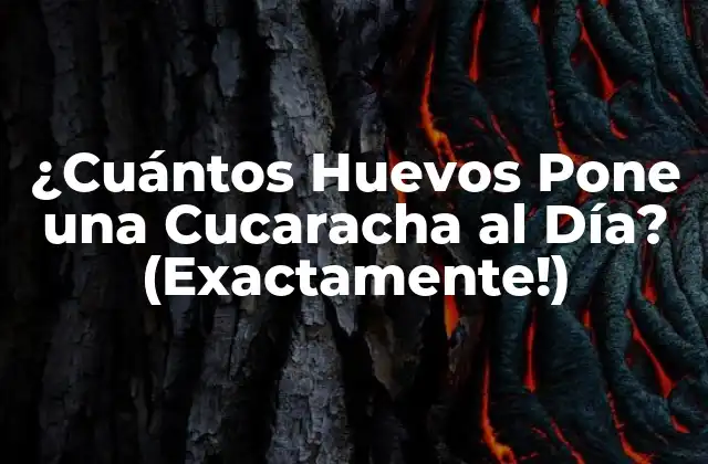 ¿cuántos Huevos Pone una Cucaracha Al Día? (exactamente!)