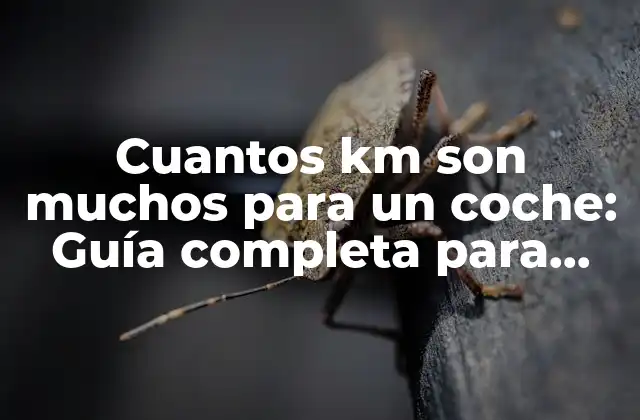 Cuantos Km Son Muchos para un Coche: Guía Completa para Evaluar el Desgaste de Tu Vehículo
