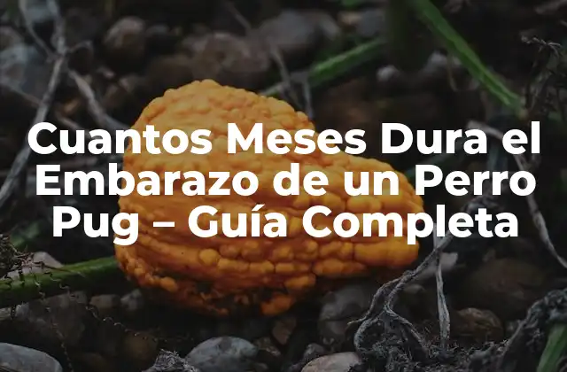 Cuantos Meses Dura el Embarazo de un Perro Pug – Guía Completa