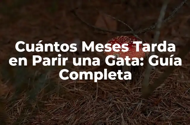 Cuántos Meses Tarda en Parir una Gata: Guía Completa