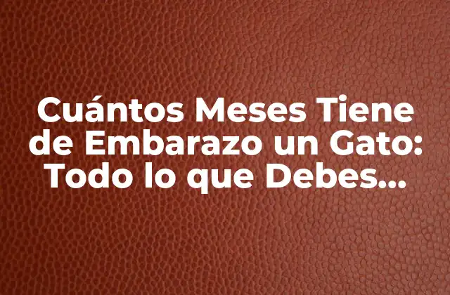 Cuántos Meses Tiene de Embarazo un Gato: Todo Lo que Debes Saber