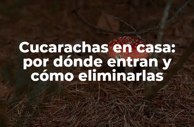 Cucarachas en Casa: por Dónde Entran y Cómo Eliminarlas