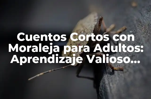 Cuentos Cortos con Moraleja para Adultos: Aprendizaje Valioso para la Vida