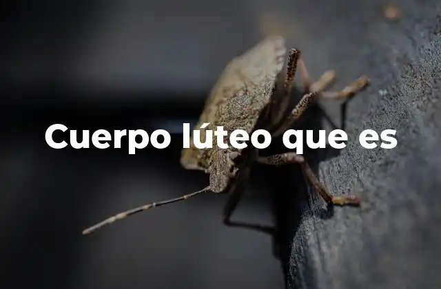 Cuerpo Lúteo que es