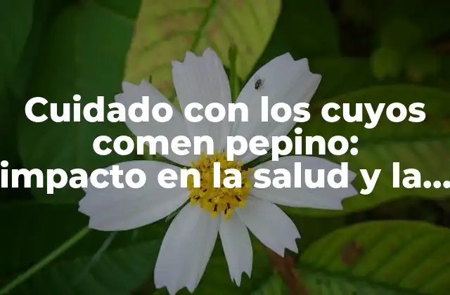 Cuidado con los Cuyos Comen Pepino: Impacto en la Salud y la Alimentación