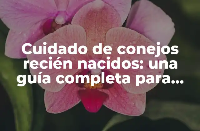 Cuidado de Conejos Recién Nacidos: una Guía Completa para Nuevos Propietarios