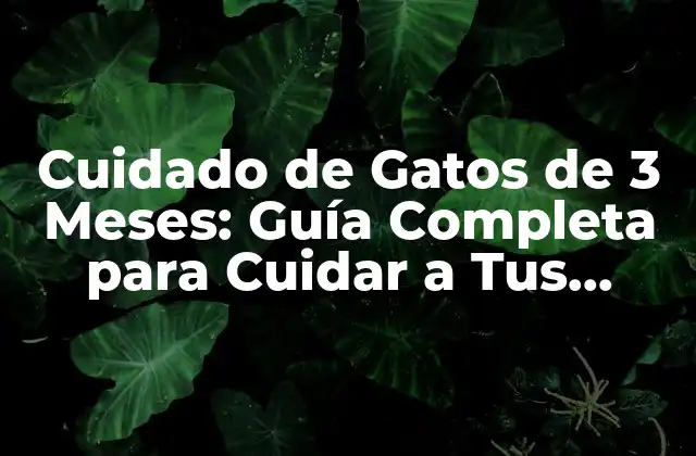 Cuidado de Gatos de 3 Meses: Guía Completa para Cuidar a Tus Gatitos