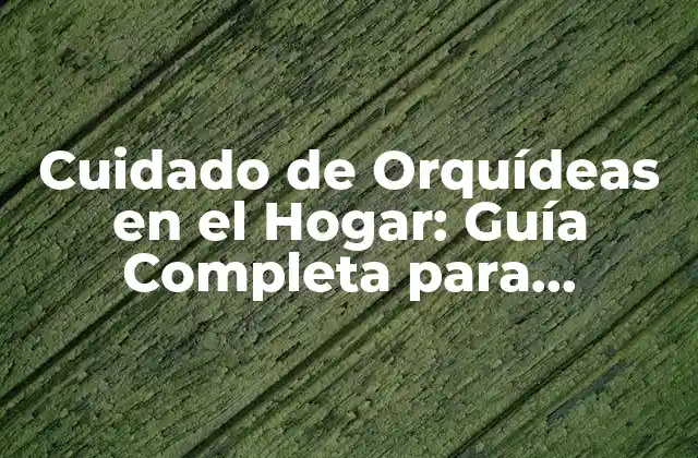 Cuidado de Orquídeas en el Hogar: Guía Completa para Principiantes