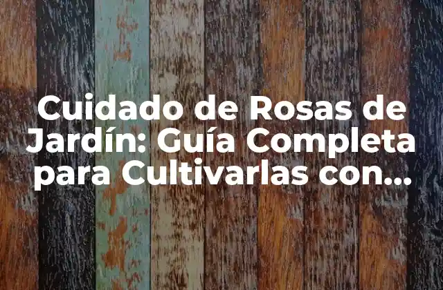 Cuidado de Rosas de Jardín: Guía Completa para Cultivarlas con Éxito