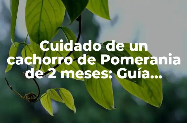 Alimentación adecuada para un cachorro de Pomerania de 2 meses