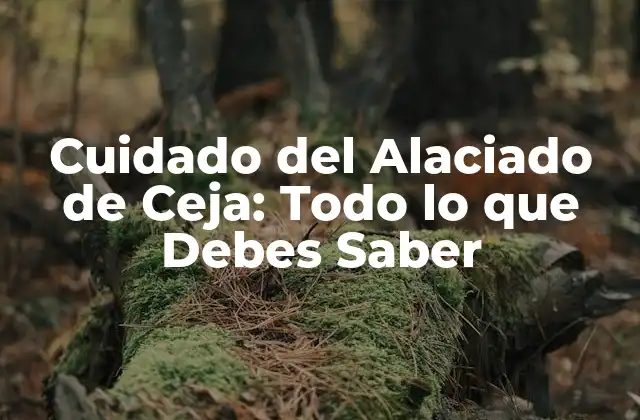 Cuidado Del Alaciado de Ceja: Todo Lo que Debes Saber