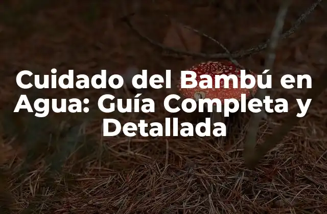 ¿Por qué es importante cuidar del bambú en agua?