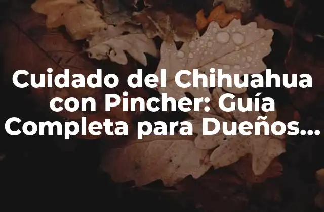 Cuidado Del Chihuahua con Pincher: Guía Completa para Dueños de Mascotas