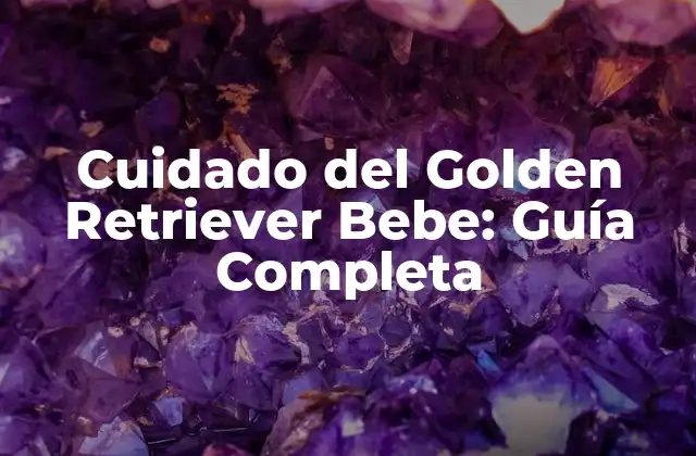 Cuidado Del Golden Retriever Bebe: Guía Completa