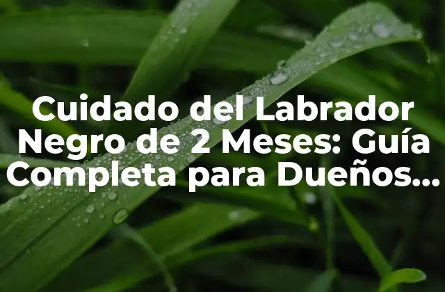 Cuidado Del Labrador Negro de 2 Meses: Guía Completa para Dueños de Perros