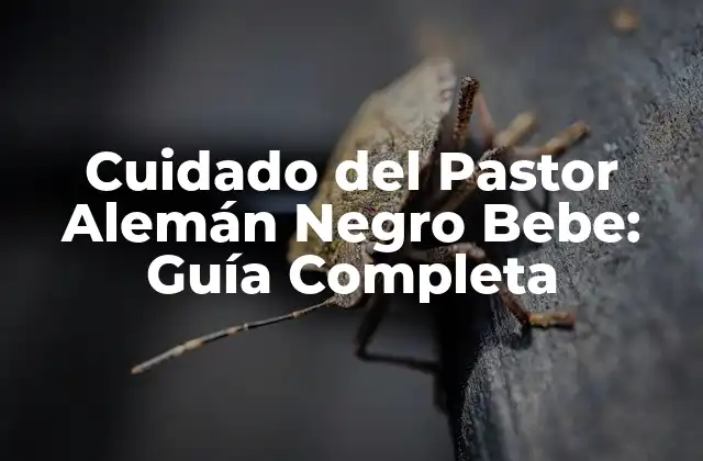 Cuidado Del Pastor Alemán Negro Bebe: Guía Completa 2 Alimentación del Pastor Alemán Negro Bebe