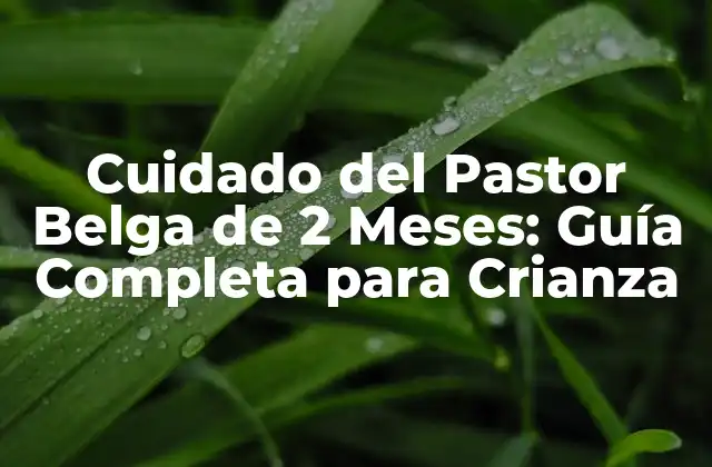 Alimentación del Pastor Belga de 2 Meses