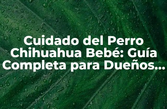 Cuidado Del Perro Chihuahua Bebé: Guía Completa para Dueños de Mascotas
