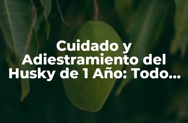 Cuidado y Adiestramiento Del Husky de 1 Año: Todo Lo que Debes Saber