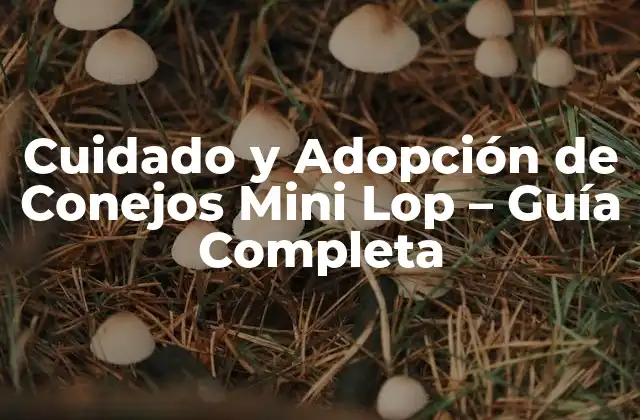 Características Físicas de los Conejos Mini Lop