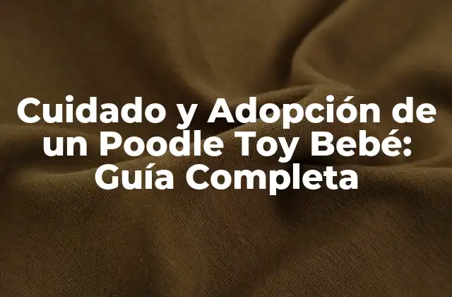 ¿Cuál es el Tamaño de un Poodle Toy Bebé?