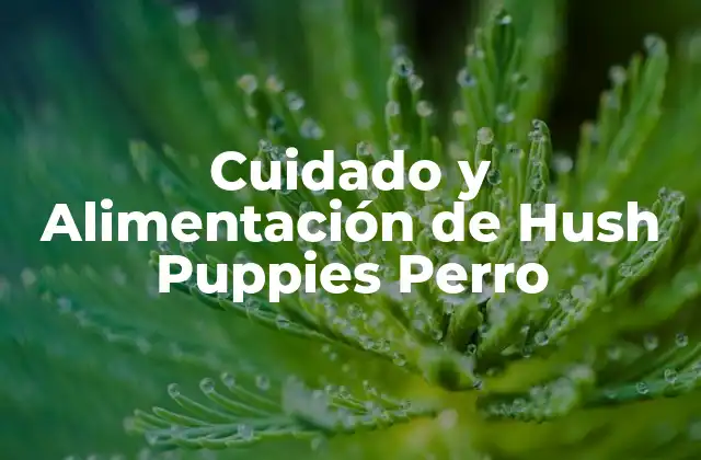 Cuidado y Alimentación de Hush Puppies Perro 2 Orígenes y Características de los Hush Puppies